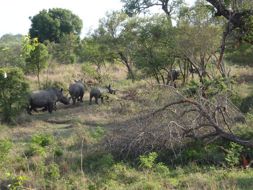 Now we get a clear view for the camera (of the Rhinos).